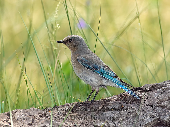 Sialia currucoides  MOUNTAIN BLUEBIRD  7010959z