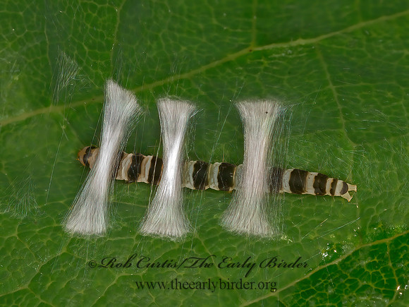 Fascista cercerisella  REDBUD LEAFFOLDER 1305817z