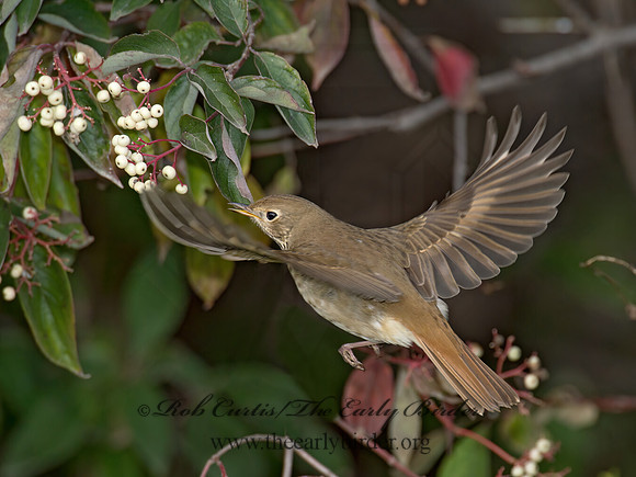 Catharus guttatus  HERMIT THRUSH 9015604z