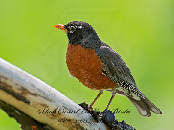 Turdus migratorius  AMERICAN ROBIN 9010586z