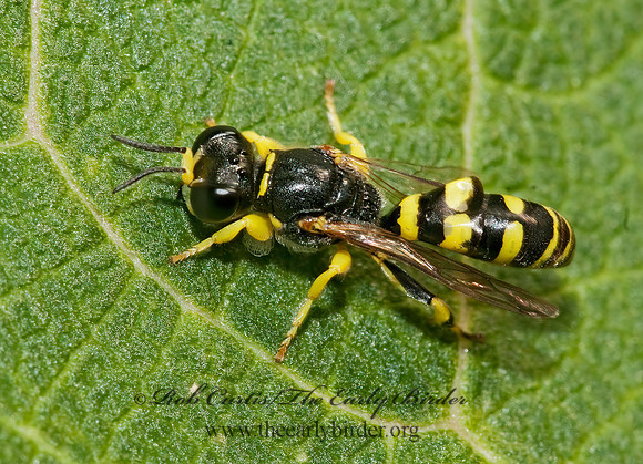 Crabro cingulatus 3008984z