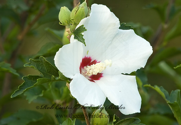 Hibiscus syriacus  ROSE OF SHARON 5013944z