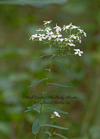 Euphorbia corollata  FLOWERING SPURGE 9003566z