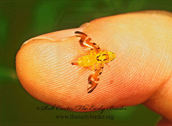 Strauzia  FRUIT FLY 1288110z