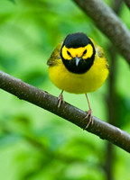Setophaga citrina HOODED WARBLER 8028251z