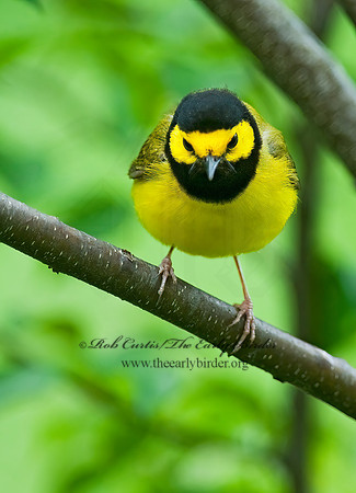 Setophaga citrina  HOODED WARBLER 8028251z