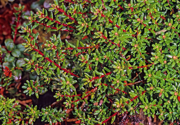 Empetrum nigrum  CROWBERRY 237334z