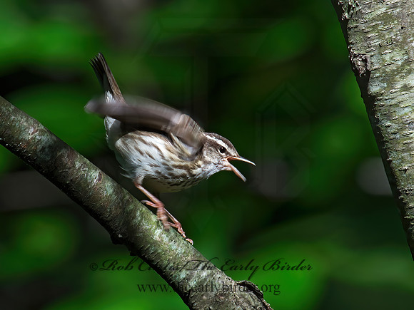 Parkesia motacilla  LOUISIANA WATERTHRUSH 9012590z
