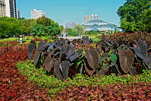 Morton Arboretum 304532z