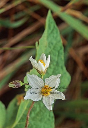 Solanum carolinense  CAROLINA HORSE NETTLE 277225z