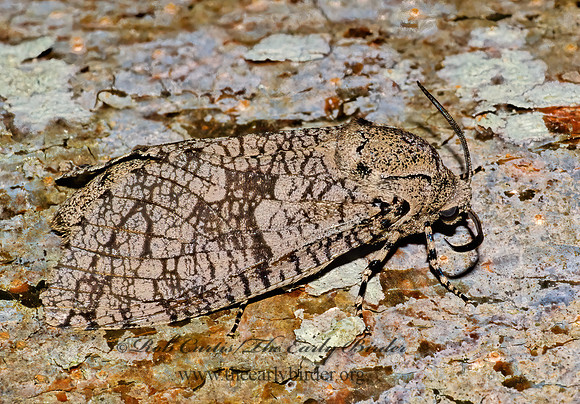 Prionoxystus robiniae CARPENTERWORM MOTH 17630 z