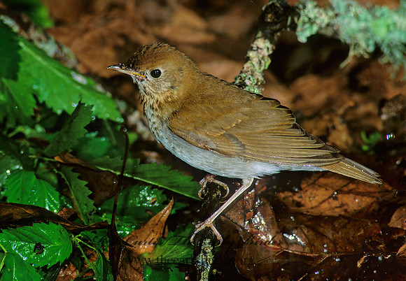Catharus fuscescens  VEERY 191409z