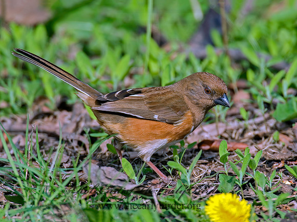 Pipilo erythrophthalmus  EASTERN TOWHEE 6003121z