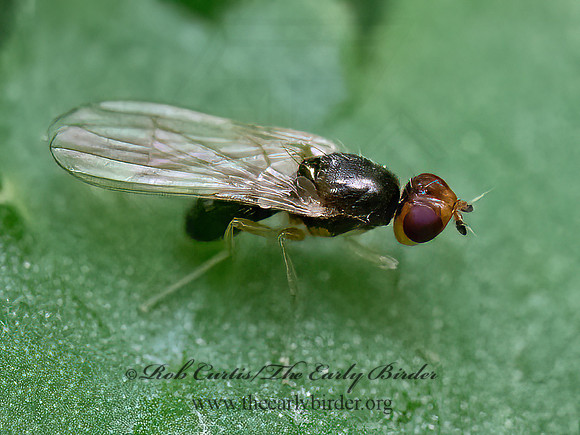 Psila sternalis BLACK RUST FLY 9078695z