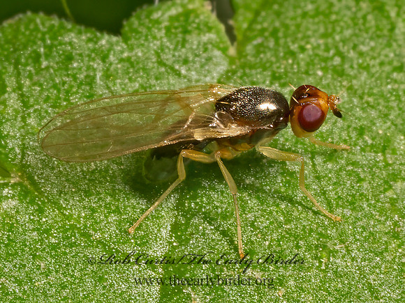Psila sternalis BLACK RUST FLY 9078697z