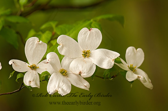 Cornus florida  FLOWERING DOGWOOD 3001912z