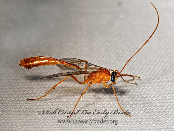 Enicospilus purgatus  SHORT-TAILED ICHNEUMON 9081808z