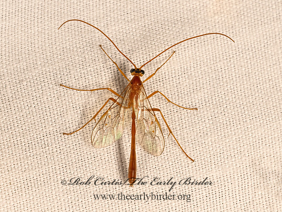 Enicospilus purgatus  SHORT-TAILED ICHNEUMON 9081807z