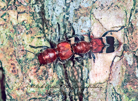 Enoclerus nigripes  CHECKERED BEETLE 1284926z