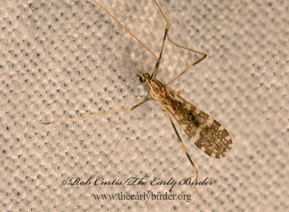 Erioptera caliptera  LIMONIID CRANE FLY 9081526z