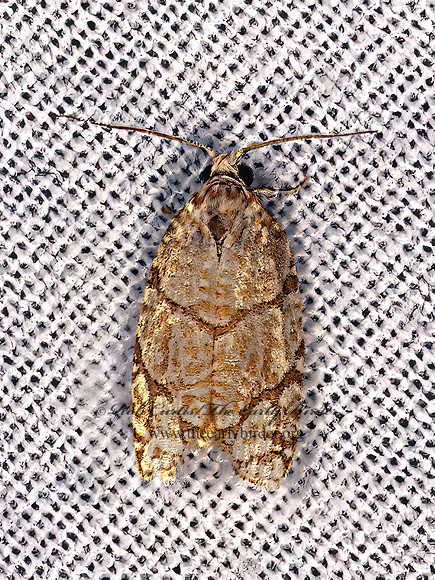 Argyrotaenia quercifoliana  OAK LEAFROLLER 9081686z