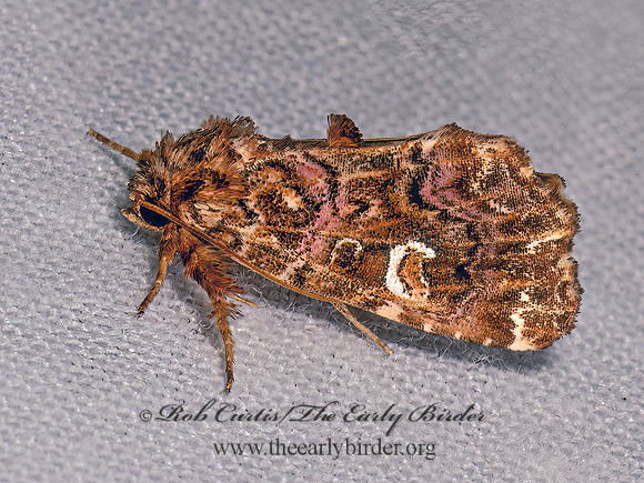 Callopistria mollissima  PINK-SHADED FERN MOTH 9081661z