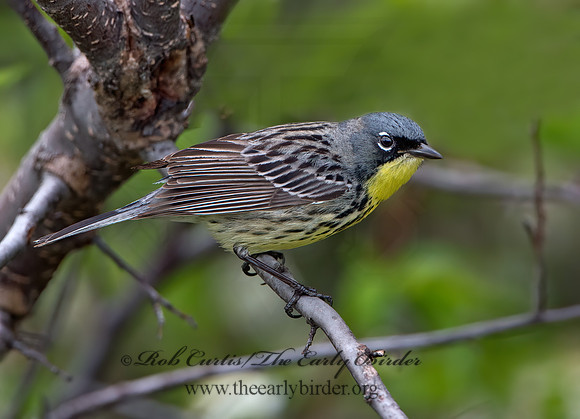 Setophaga kirtlandii  KIRTLAND'S WARBLER 9030219z