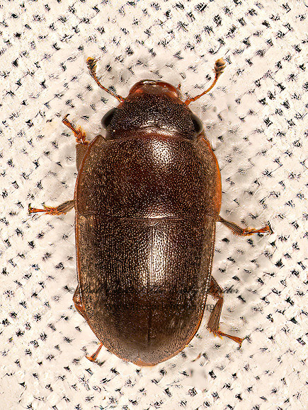 Cryptarcha ampla  SAP-FEEDING BEETLE 9081560z