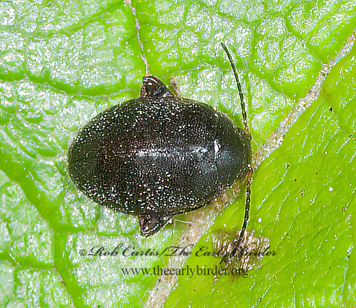 Scirtes tibialis  MARSH BEETLE 8034957z