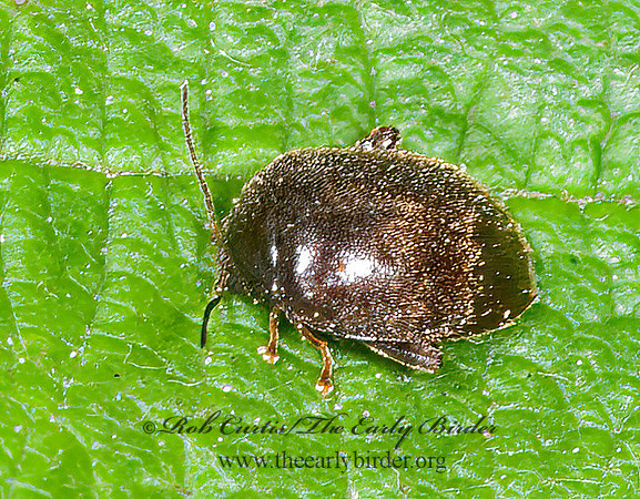 Scirtes tibialis  MARSH BEETLE 8034960z