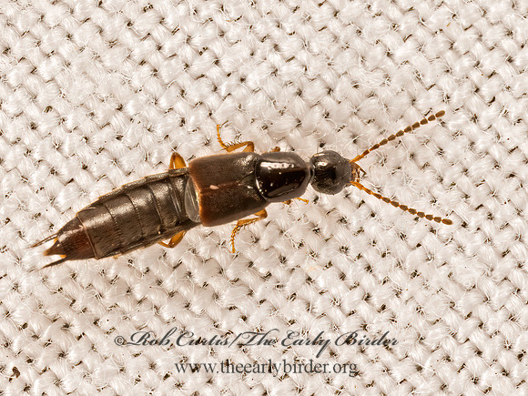 Philonthus  STAPHYLINI ROVE BEETLE 9081783z
