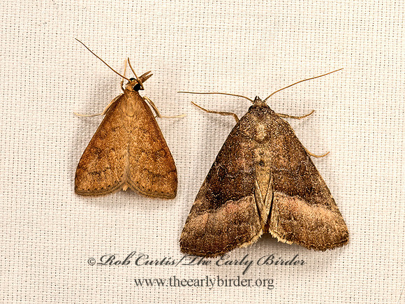 Ogdoconta cinereola  COMMON PINKBAND 9048396z