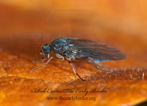 Gymnophora arcuata  SCUTTLE FLY 7017211z