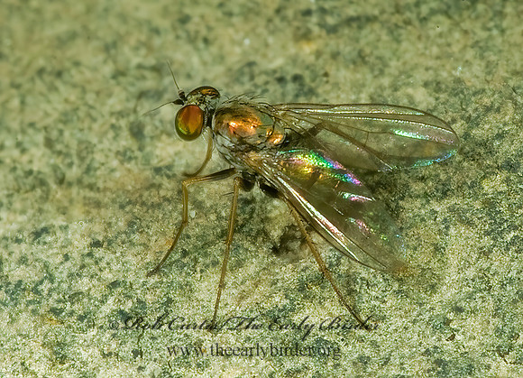 Chrysotus or Diaphorus  LONGLEGGED FLY 4003019z