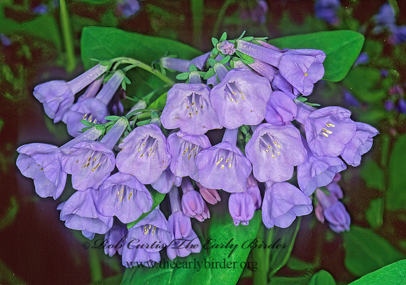 Mertensia virginica  VIRGINIA BLUEBELL 264818z