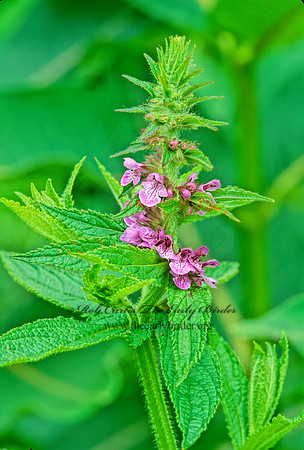 Stachys palustris  HEDGE NETTLE  206616z