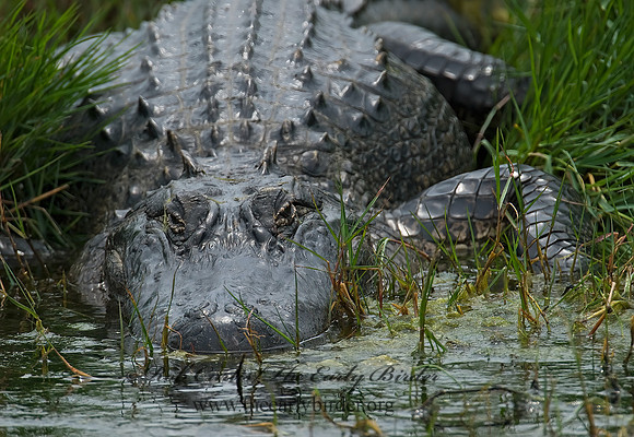 Alligator mississippiensis  AMERICAN ALLIGATOR 7003169z