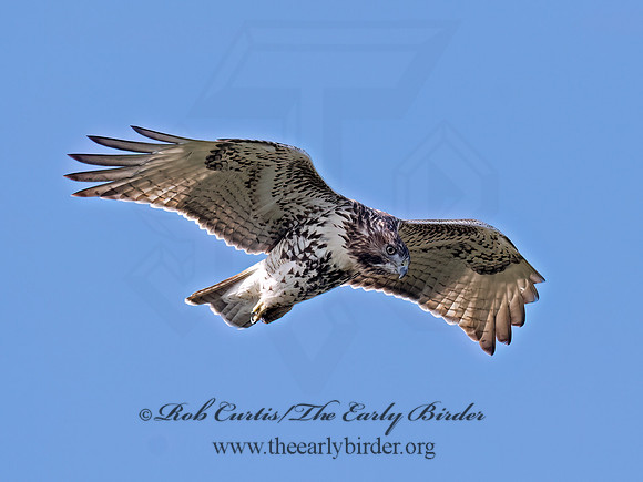 Buteo jamaicensis RED-TAILED HAWK 3047198 (1)