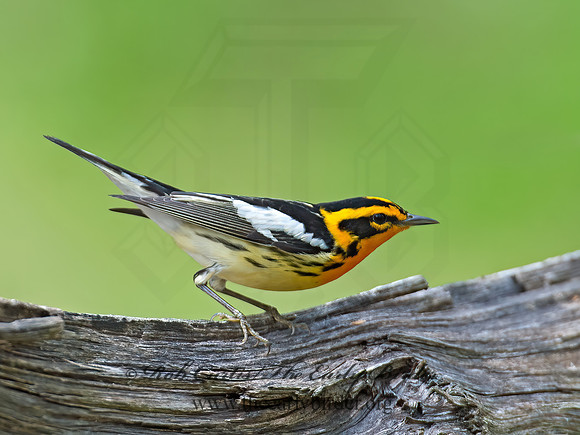 Setophaga fusca  BLACKBURNIAN WARBLER 9010688z