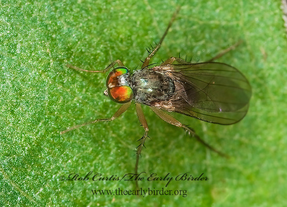 Gymnopternus debilis~  LONGLEGGED FLY~ 3002767z