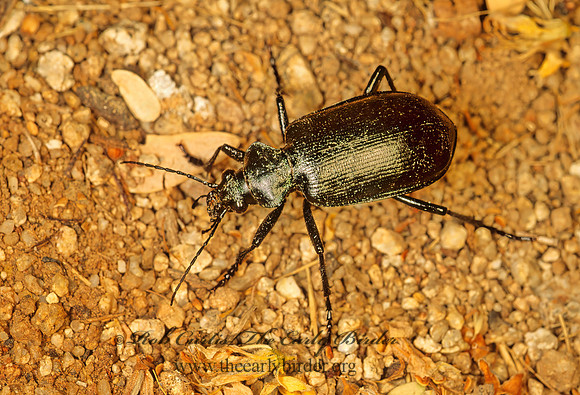 Calosoma prominens 94502-1z