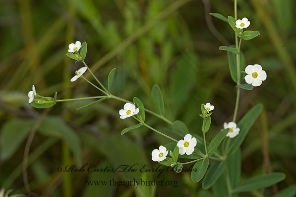 Euphorbia corollata  FLOWERING SPURGE  9040481z