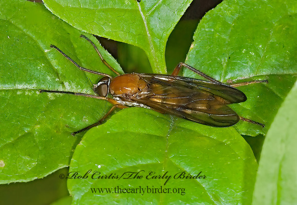Dialysis fasciventris  XYLOPHAGID FLY 6007683z