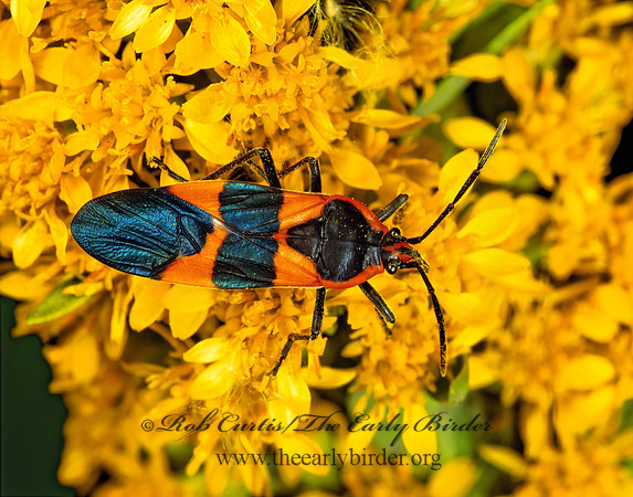 Oncopeltus fasciatus  LARGE MILKWEED BUG 248017z