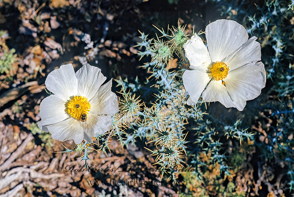 Argemone albiflora  BLUESTEM PRICKLY POPPY 56834z