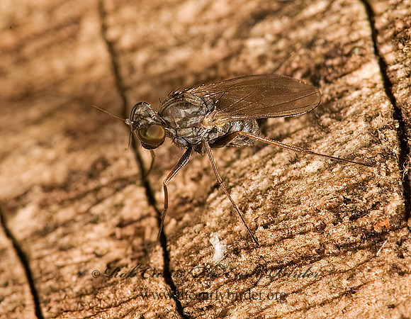 Medetera  LONGLEGGED FLY 8016948z