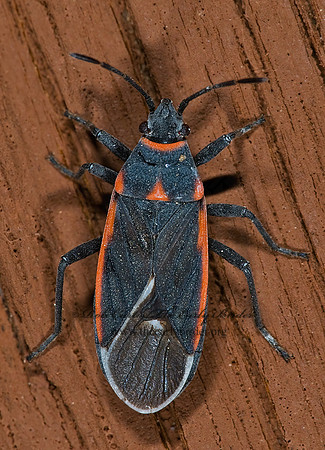 Neacoryphus lateralis 6024643z