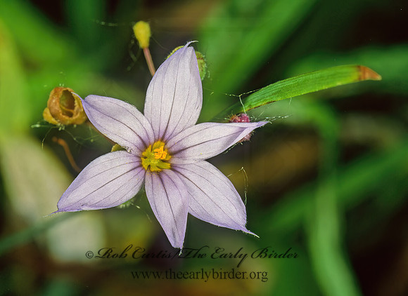 Sisyrinchium  BLUE-EYED STAR GRASS 1110116z
