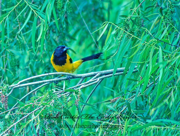 Icterus graduacauda  AUDUBON'S ORIOLE 53829z
