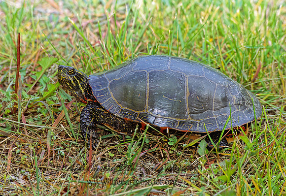 Chrysemys picta marginata  MIDLAND PAINTED TURTLE 300816z